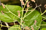 Southern catalpa